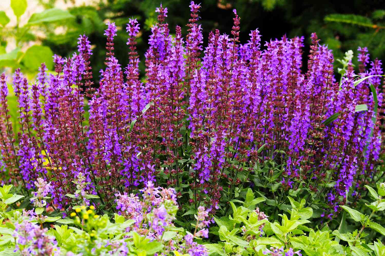 low maintenance perennials