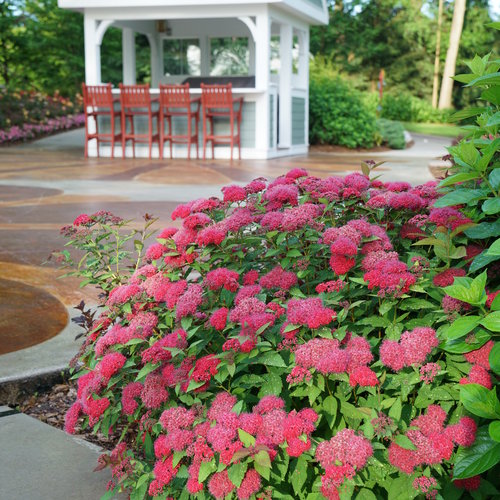 's 10 Low Maintenance Perennials for a Sun or Shade Garden