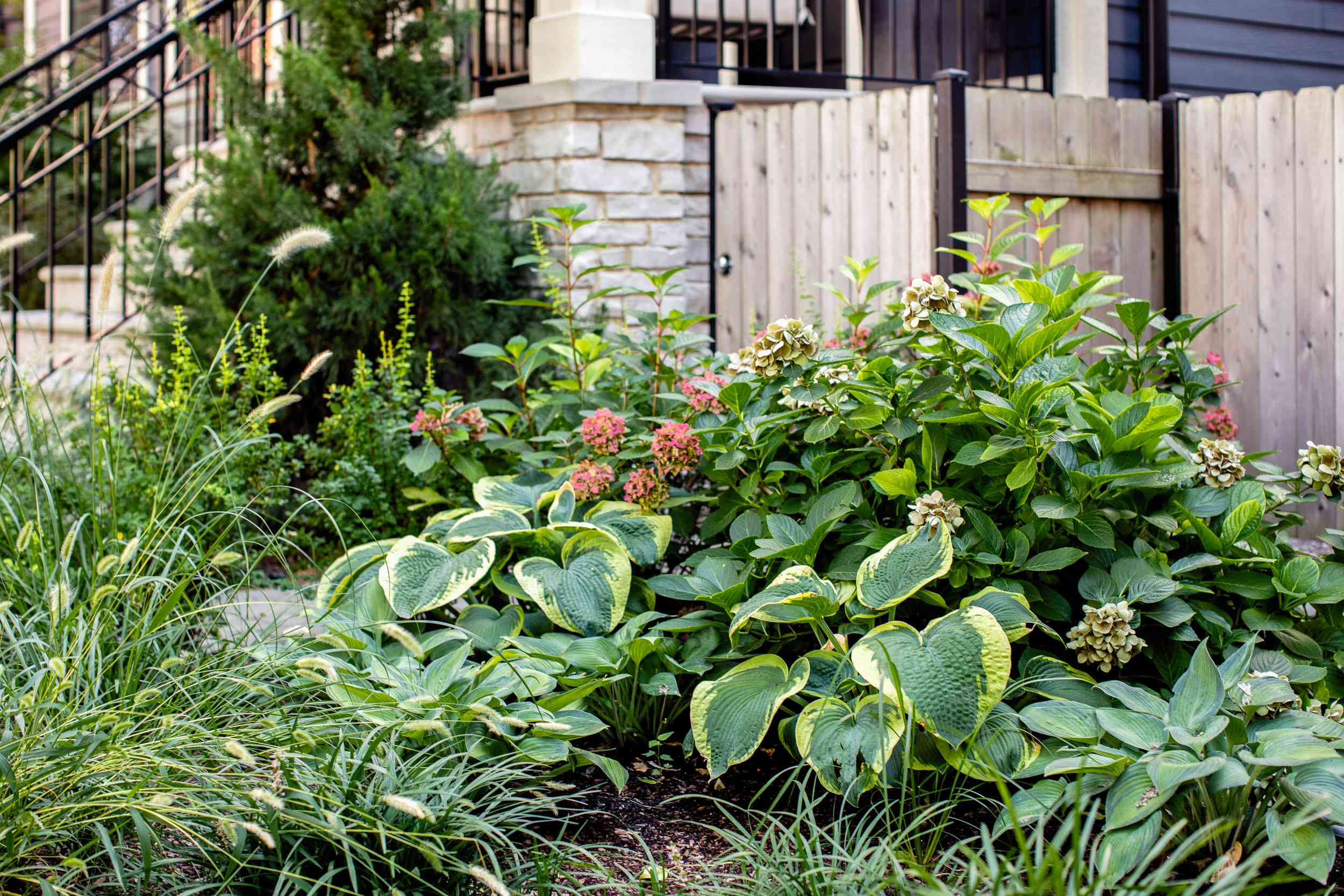 2026's Top 10 Low Maintenance Perennials for a Sun or Shade Garden: The Ultimate guide