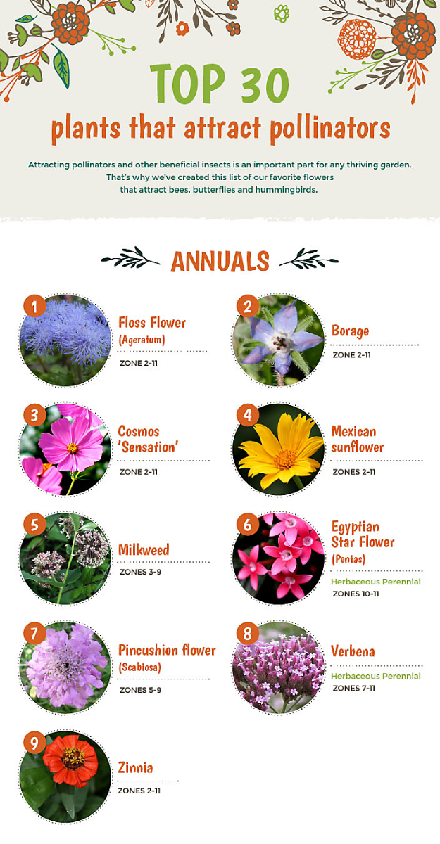 Pollinator-Friendly Perennials: Creating Bee and Butterfly Havens with These 15 Must-Have Plants for 2026
