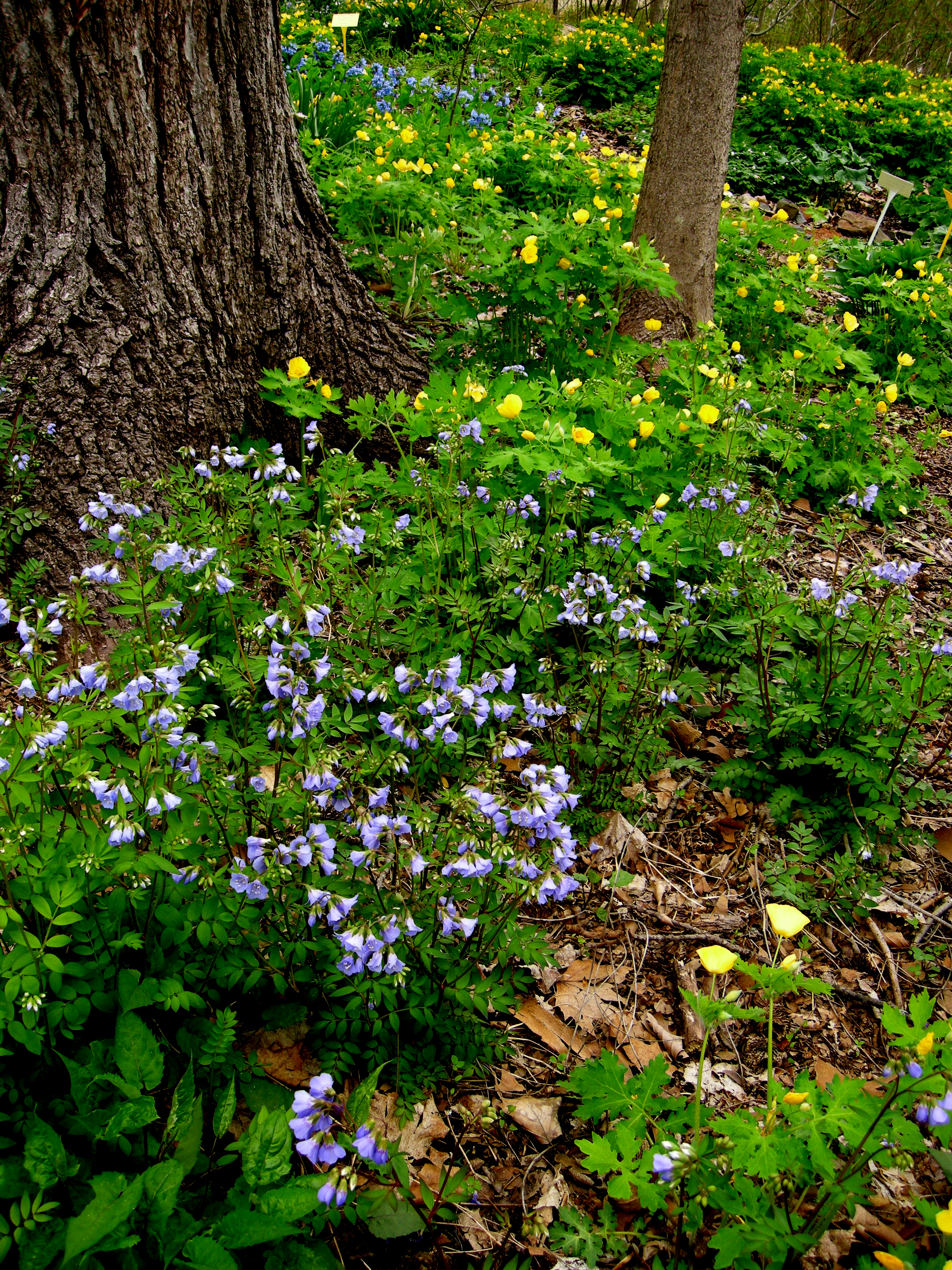 Native Shade Perennials: Creating Sustainable Woodland Gardens in 2026