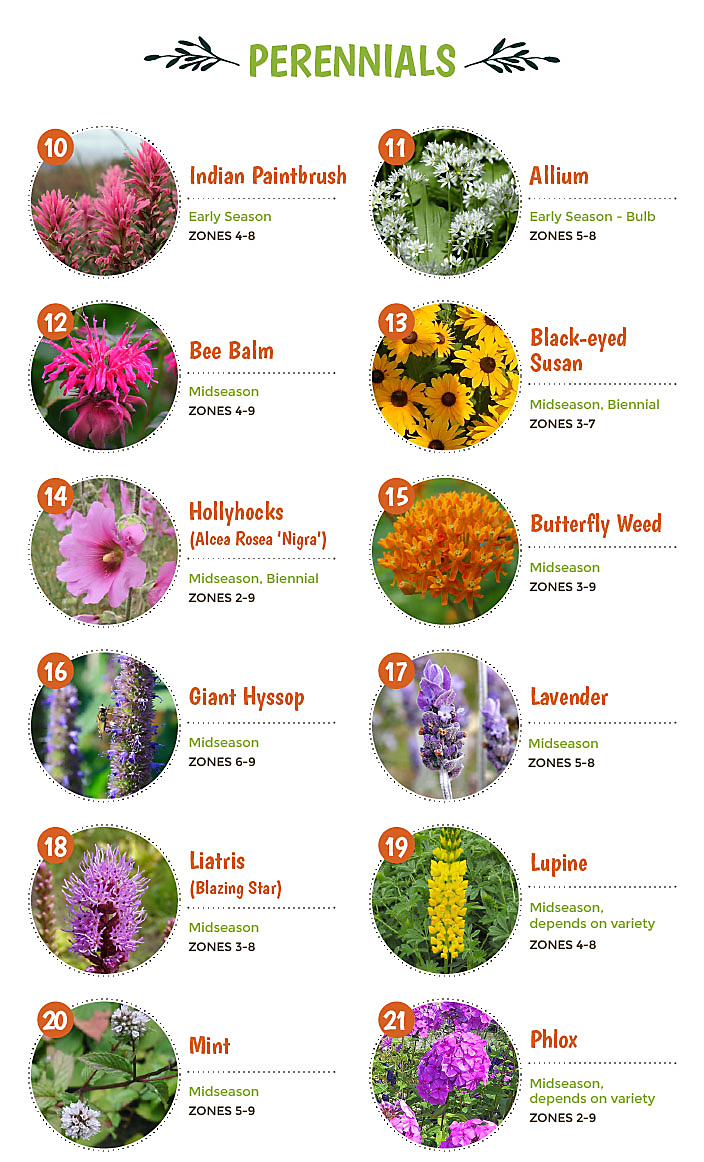 Native Perennial Plants: The 2026 Gardener's Guide to Supporting Local Ecosystems and Pollinators
