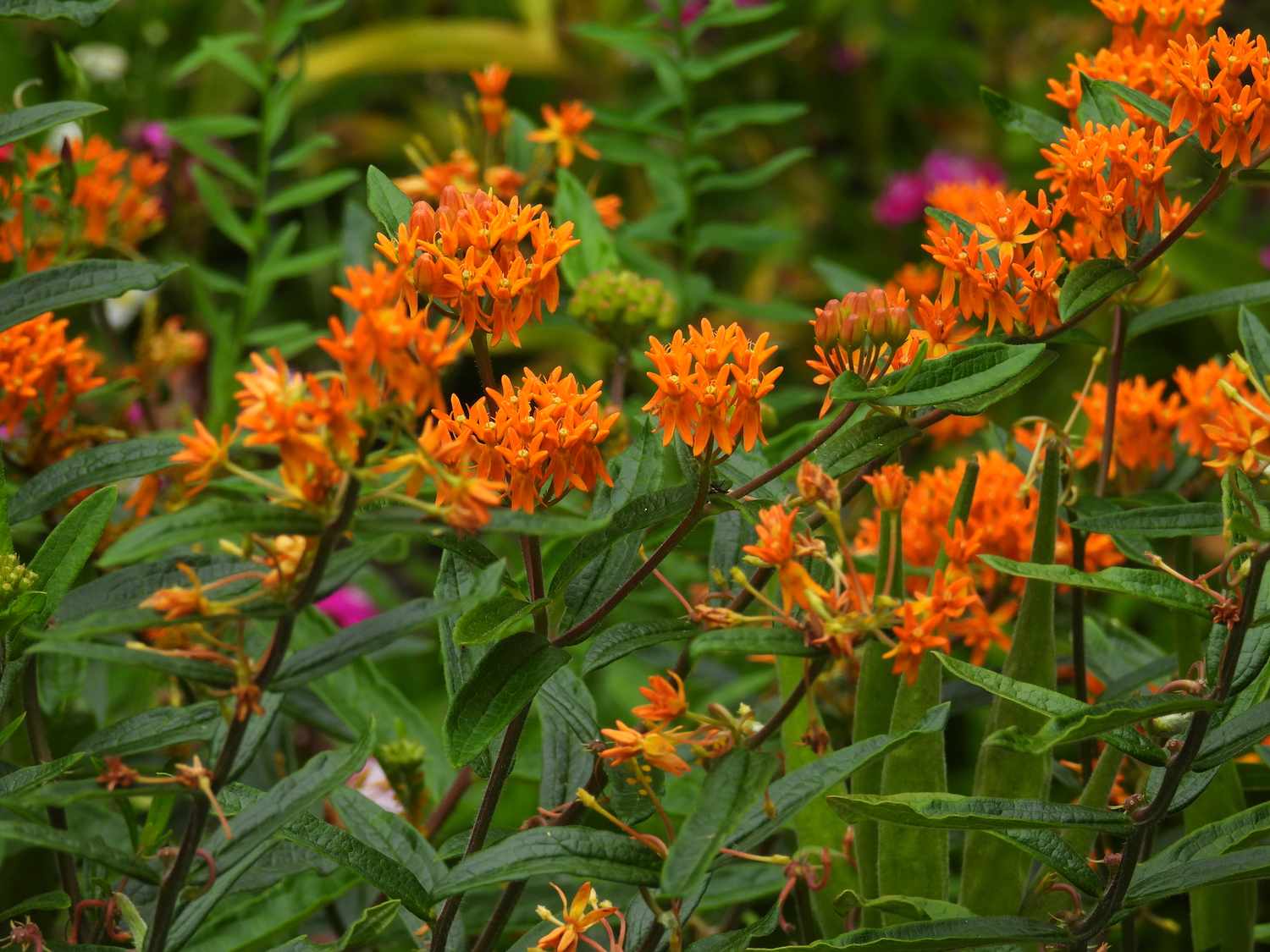 10 Low Maintenance Perennials for Sun and Shade