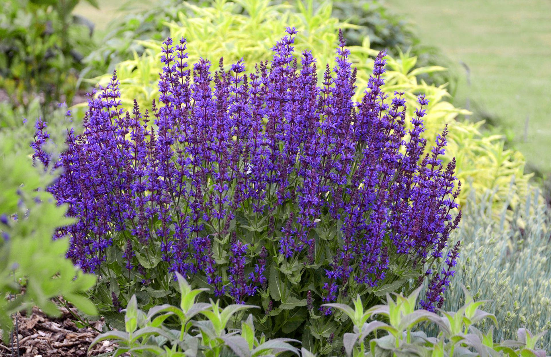 Drought-Tolerant Perennials for Full Sun: 12 Plants That Still Bloom in Heat