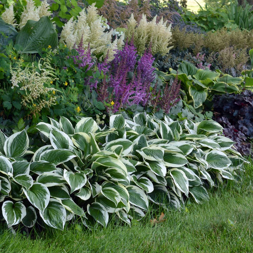 10 Low-Maintenance Shade Perennials for