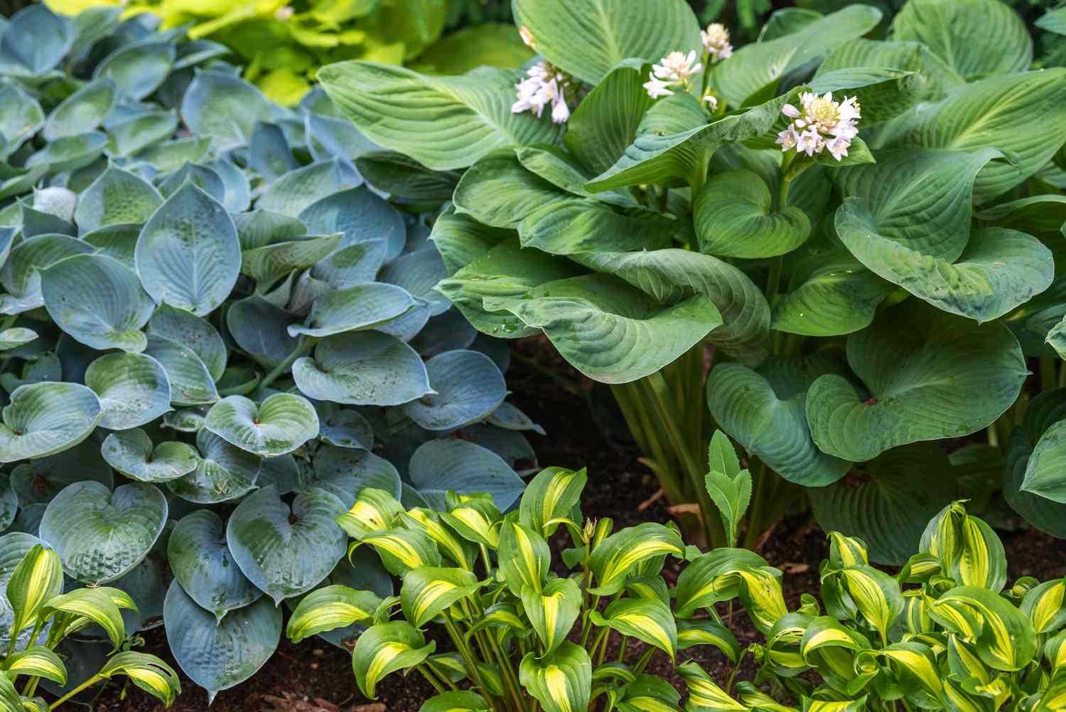 Top 10 Low-Maintenance Shade Perennials for 2026: The Ultimate guide to a Lush, Sun-Free Garden