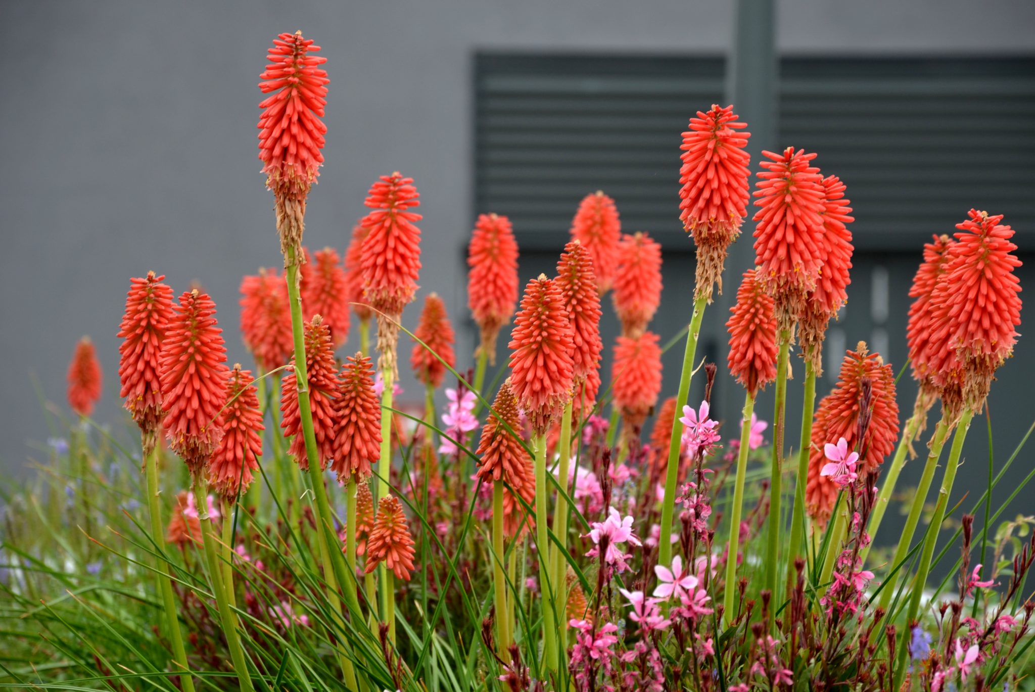 10 Low-Maintenance Perennials for a Low-Effort Garden