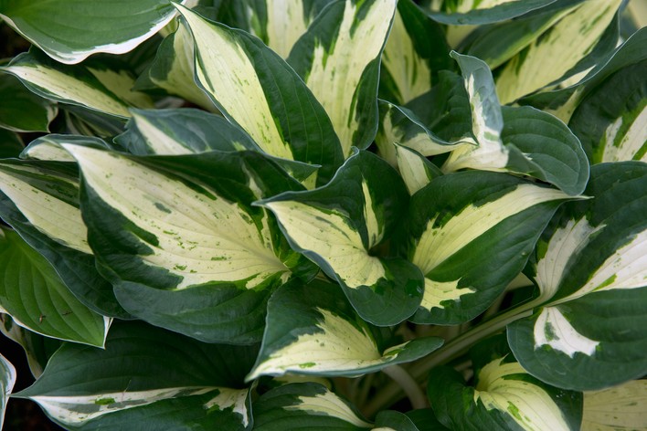 10 Best Shade Perennials for Dry, Cool Corners
