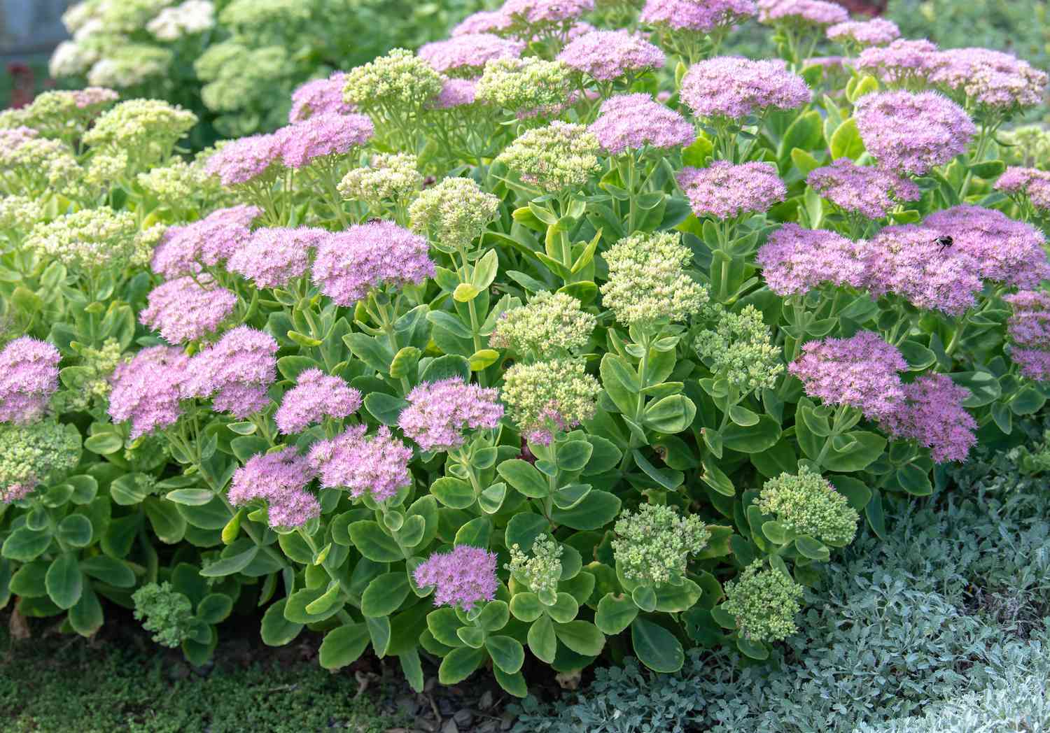 low maintenance perennials