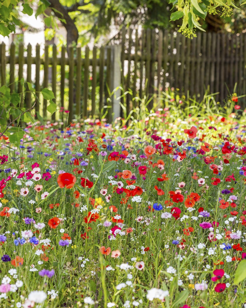 The Perennial Garden Trend