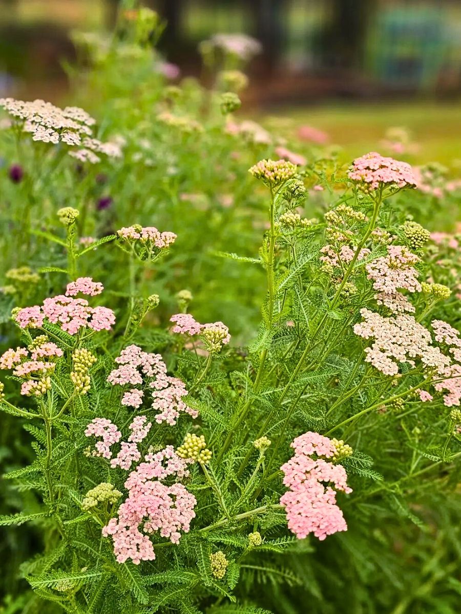 low maintenance perennials