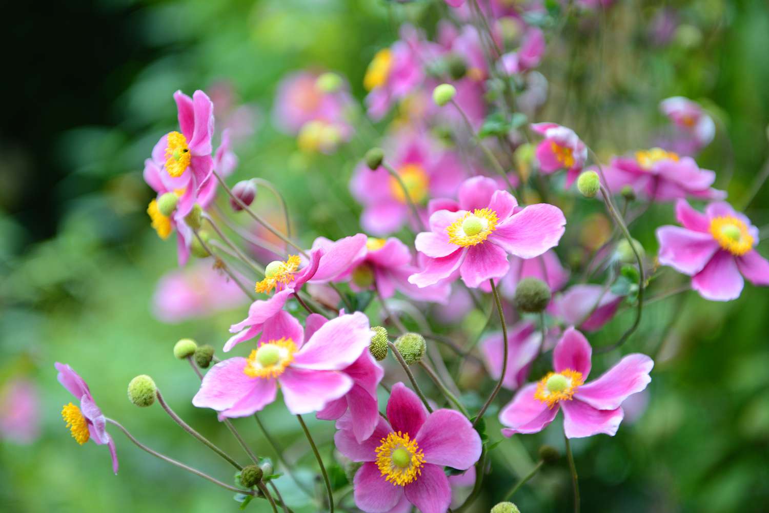 Shade Perennials That Bloom All Season: 12 Colorful Options for Dark Garden Spots