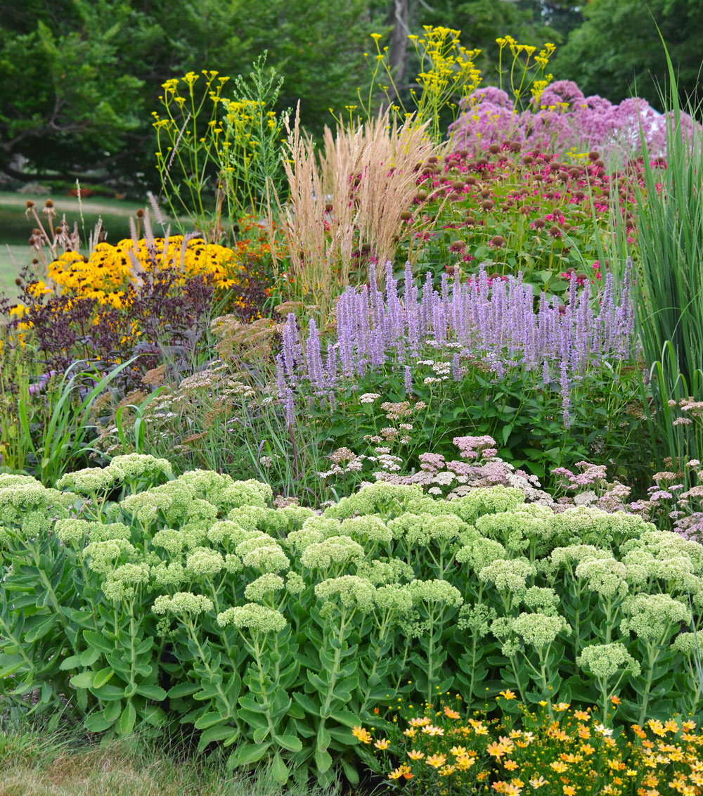 10 Climate-Resilient Perennials for