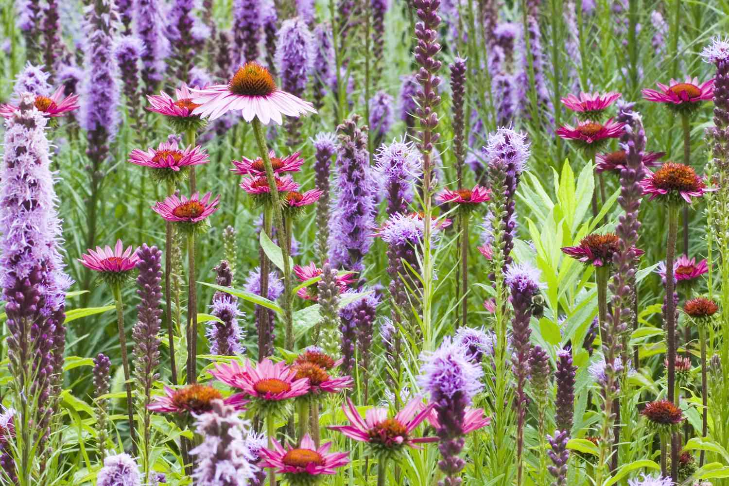 perennial plants