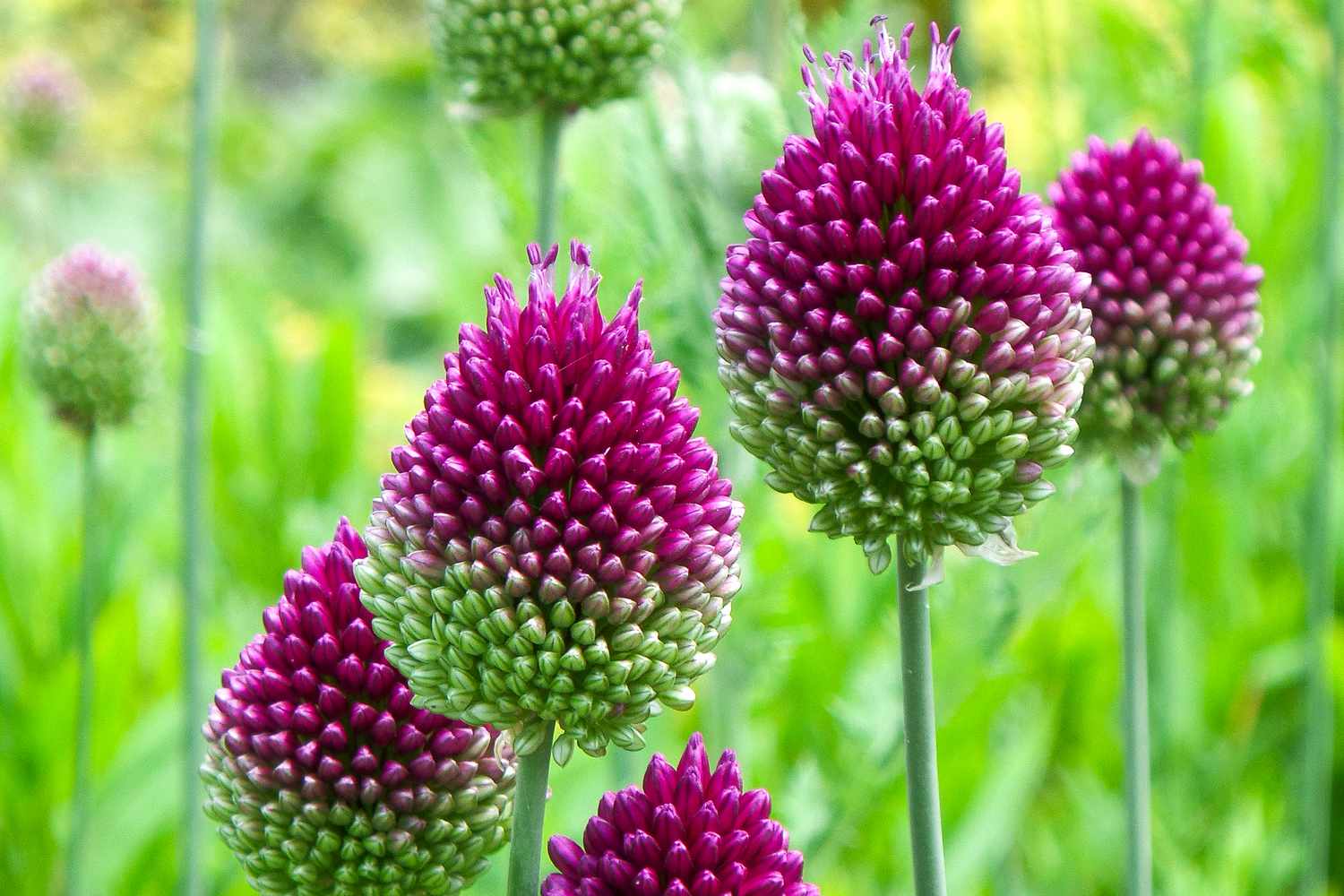 Top 10 Climate-Resilient Perennials for 2026: Low-Maintenance Sun & Shade Picks