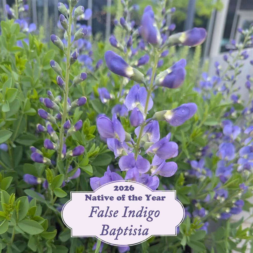 Best Drought-Resistant Perennials for 2026: Climate-Smart Garden Plants That Thrive in Extreme Weather