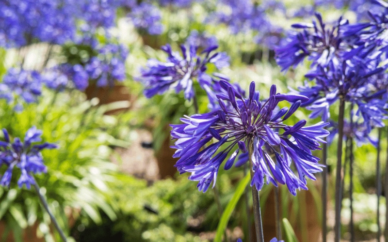10 Climate-Resilient Perennials for 2026: Sun & Shade Picks