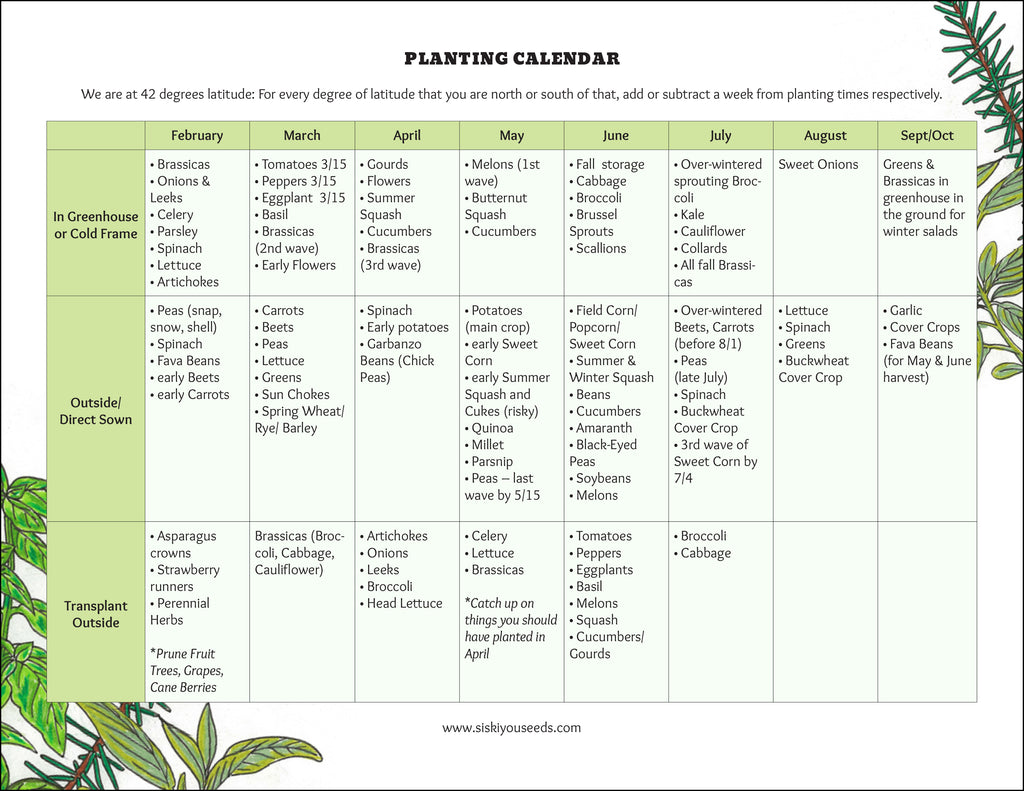 Best Perennial Plants for Low-Maintenance Gardens