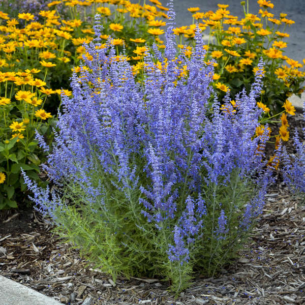 Climate-Resilient Perennials for 2026: Best Drought-Tolerant Plants That Thrive in Extreme Weather