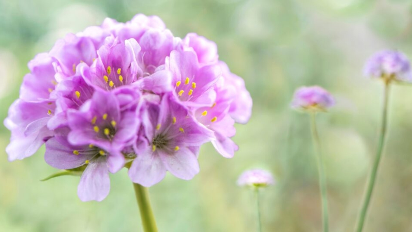 low maintenance perennials