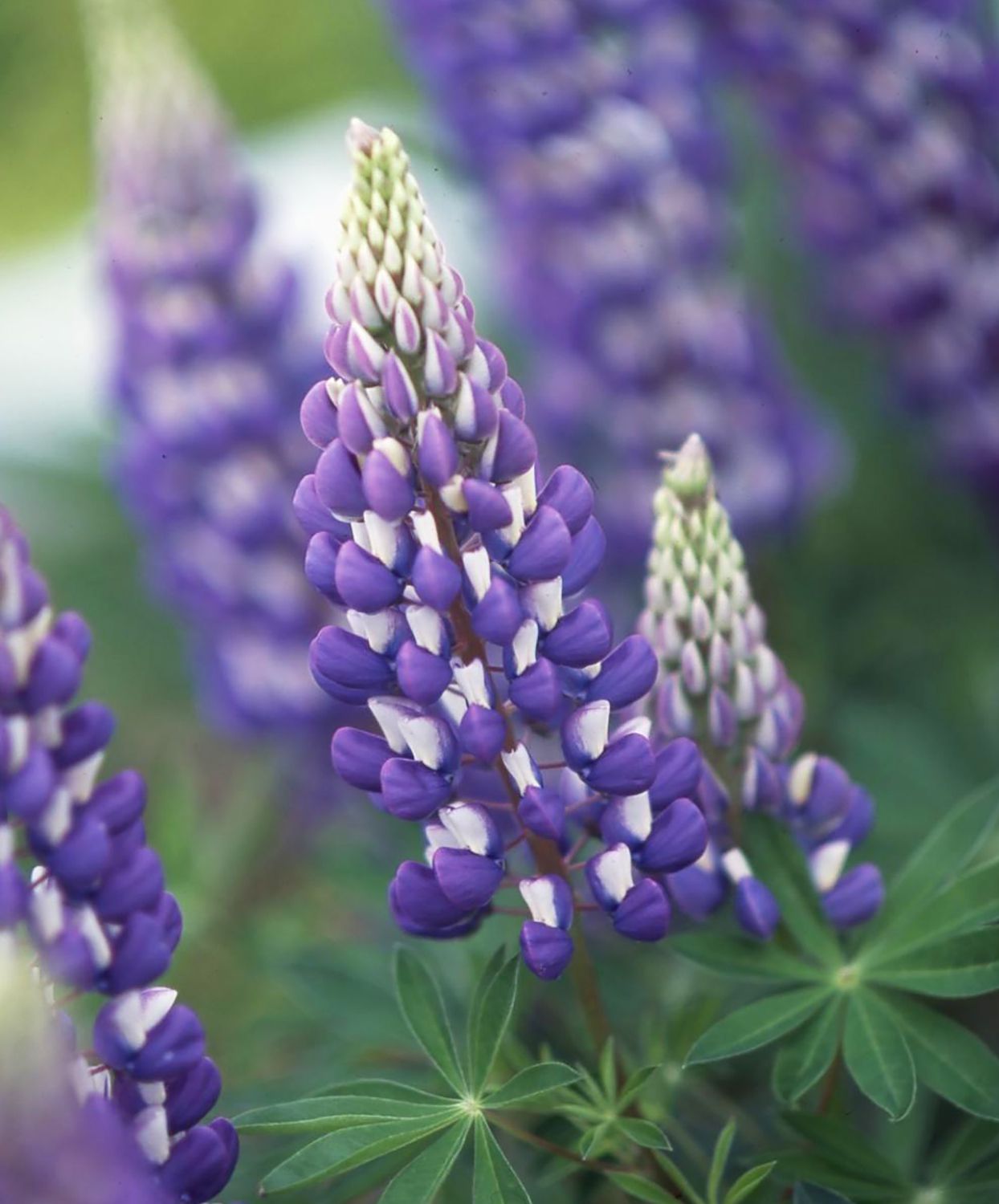 low maintenance perennials