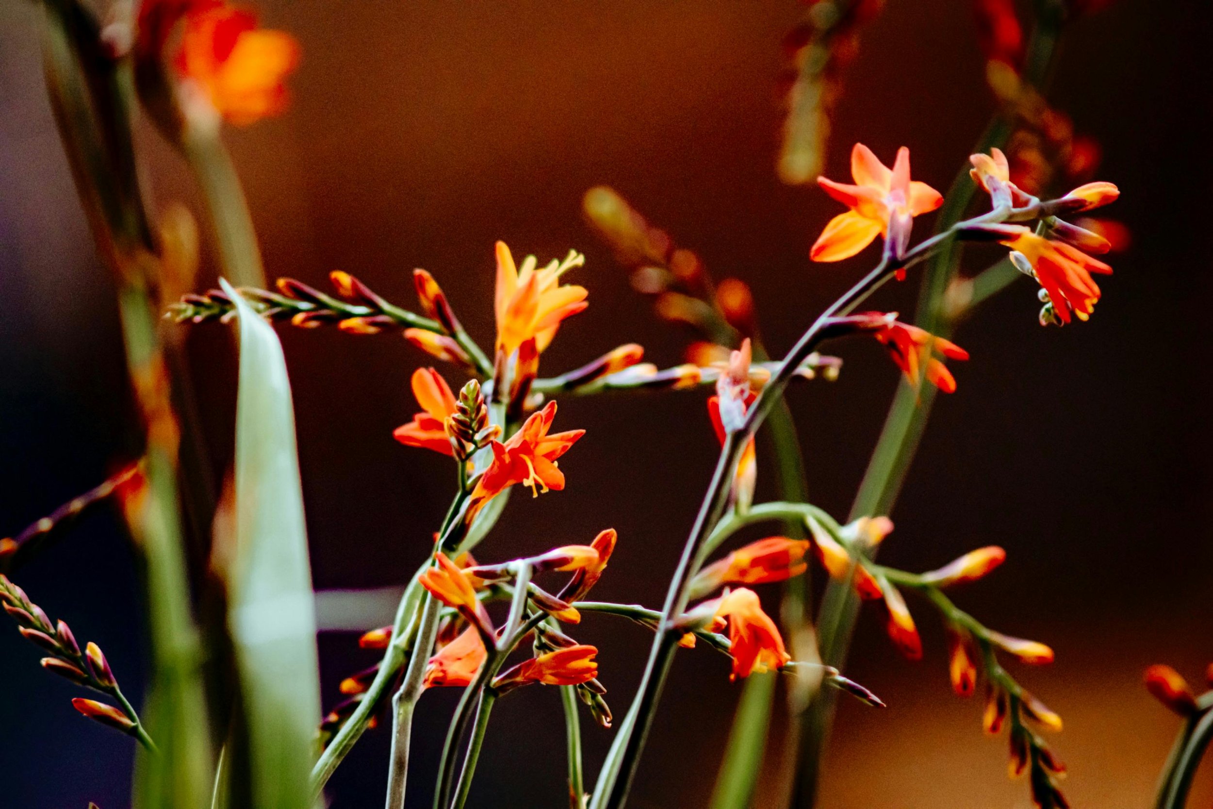low maintenance perennials