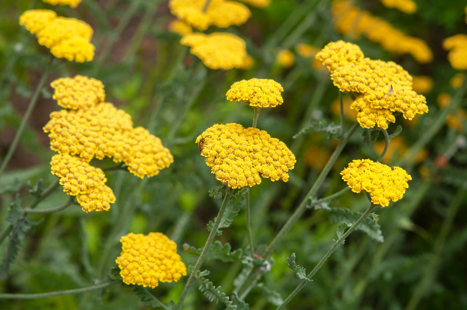 low maintenance perennials