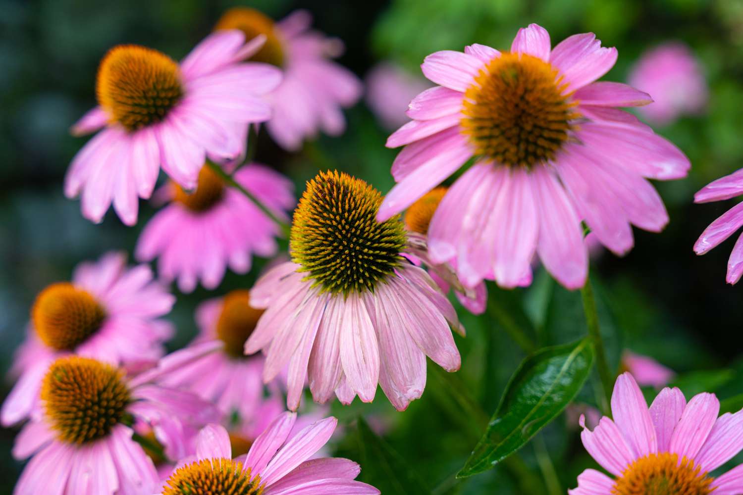 low maintenance perennials