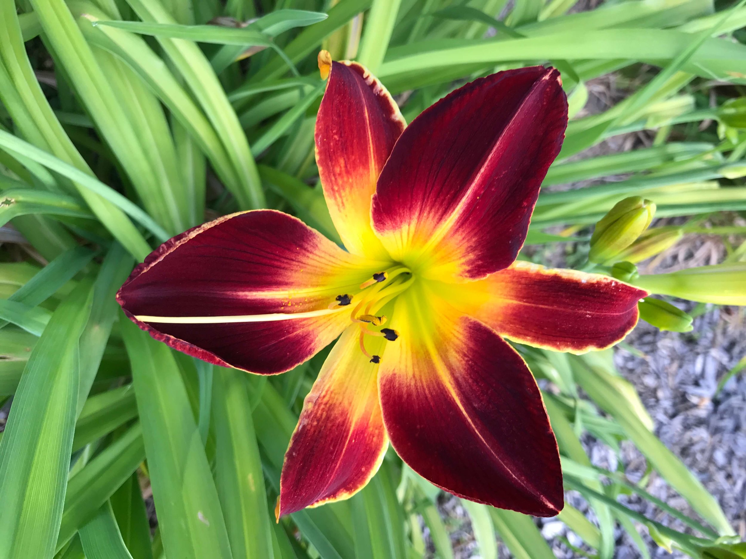 low maintenance perennials