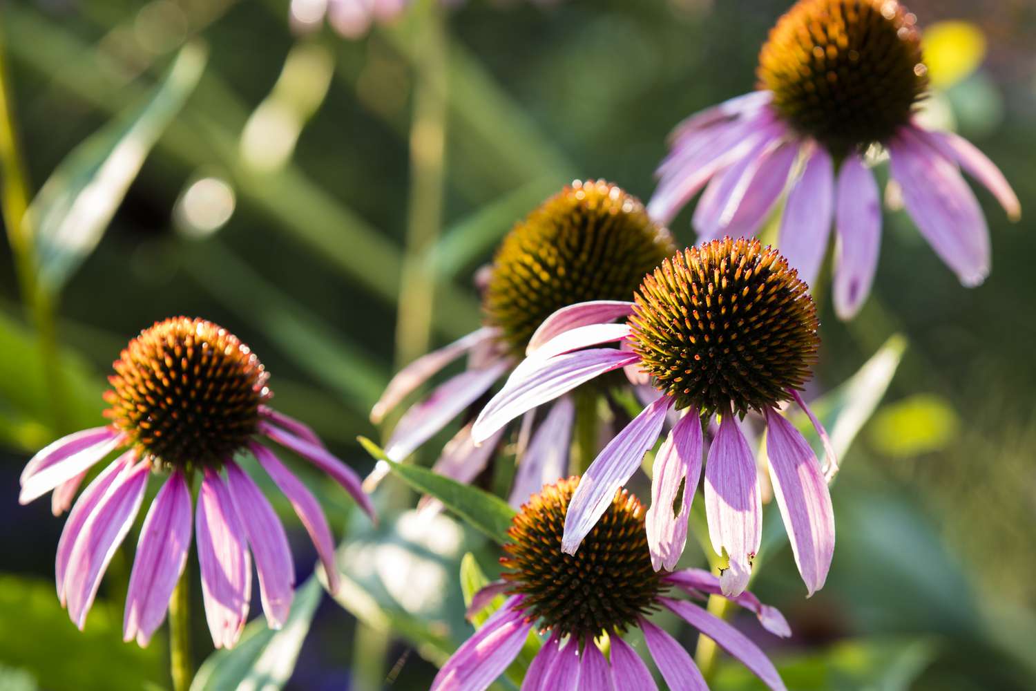 The 2026 Ultimate guide to Low-Maintenance Perennial Plants for Easy Garden Care