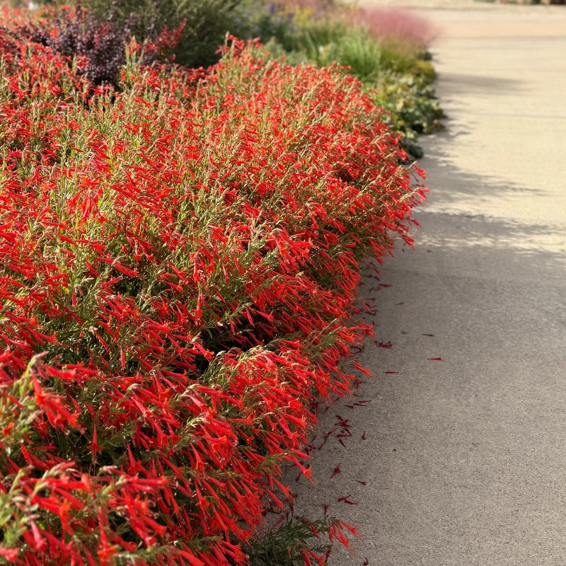 Best Drought-Resistant Perennials for 2026: Climate-Smart Garden Plants That Thrive in Extreme Weather