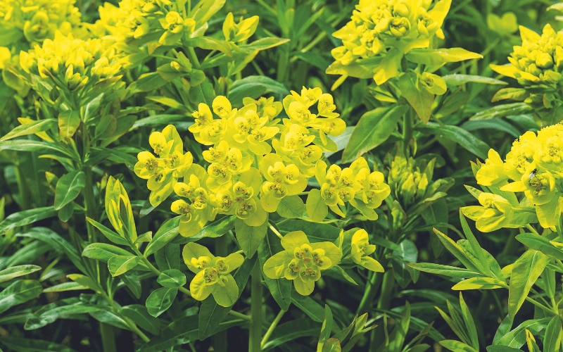 10 Climate-Resilient Perennial Plants for