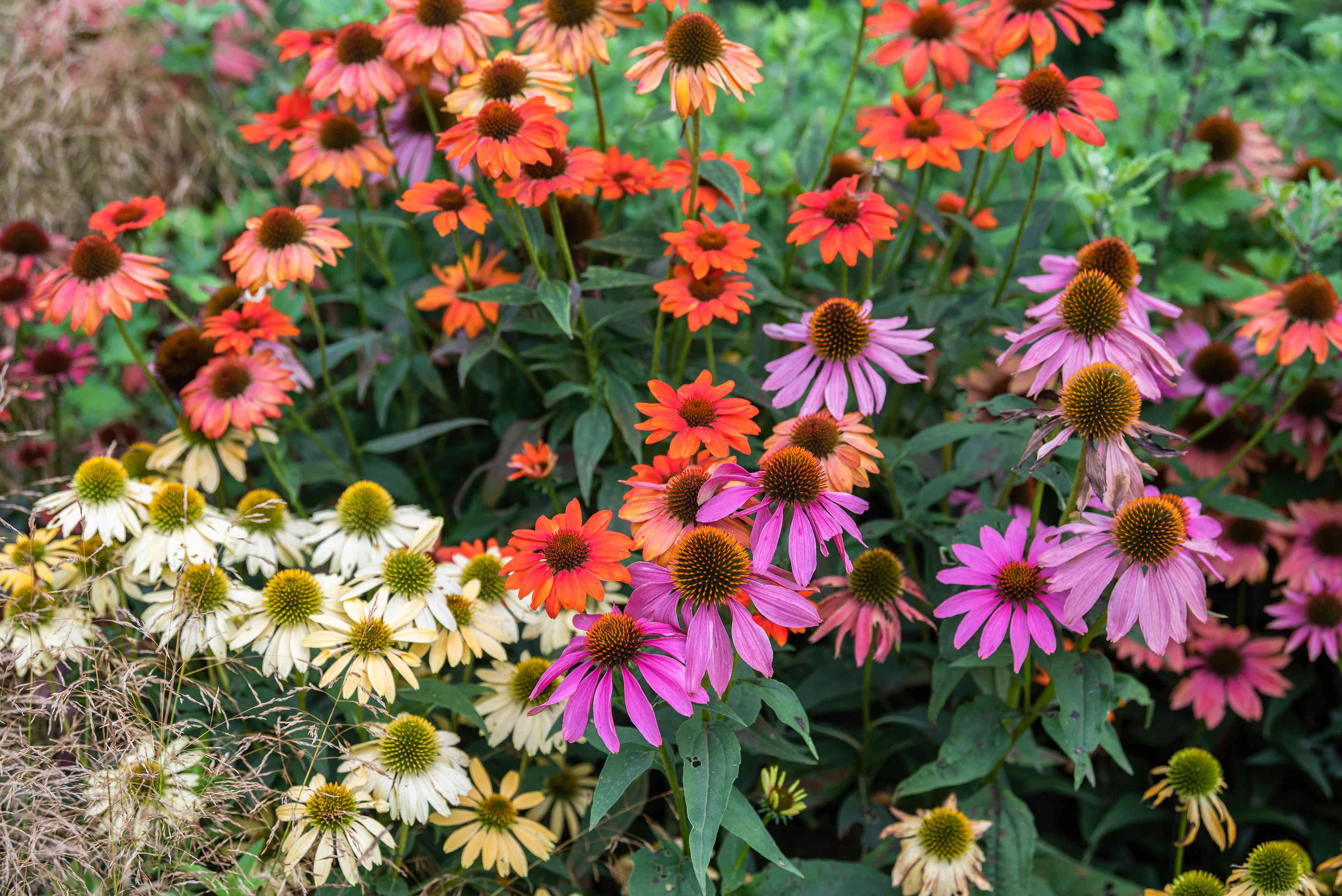 perennials
