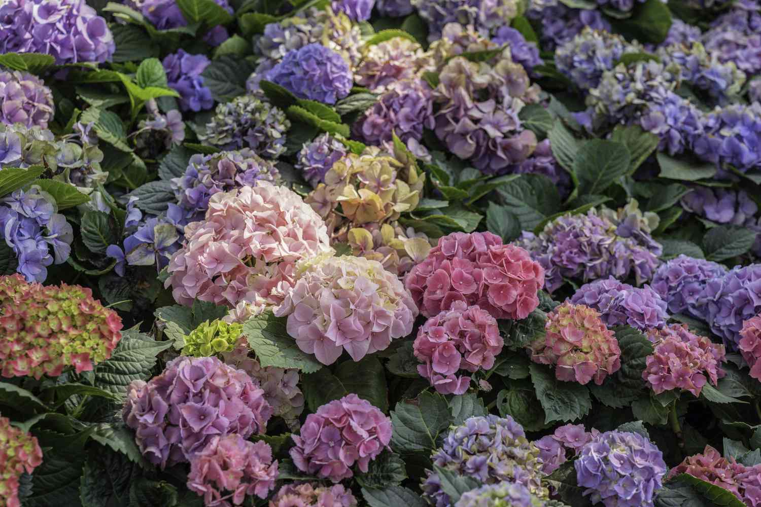 10 Best Perennials for 2026: Low-Maintenance Sun & Shade Picks