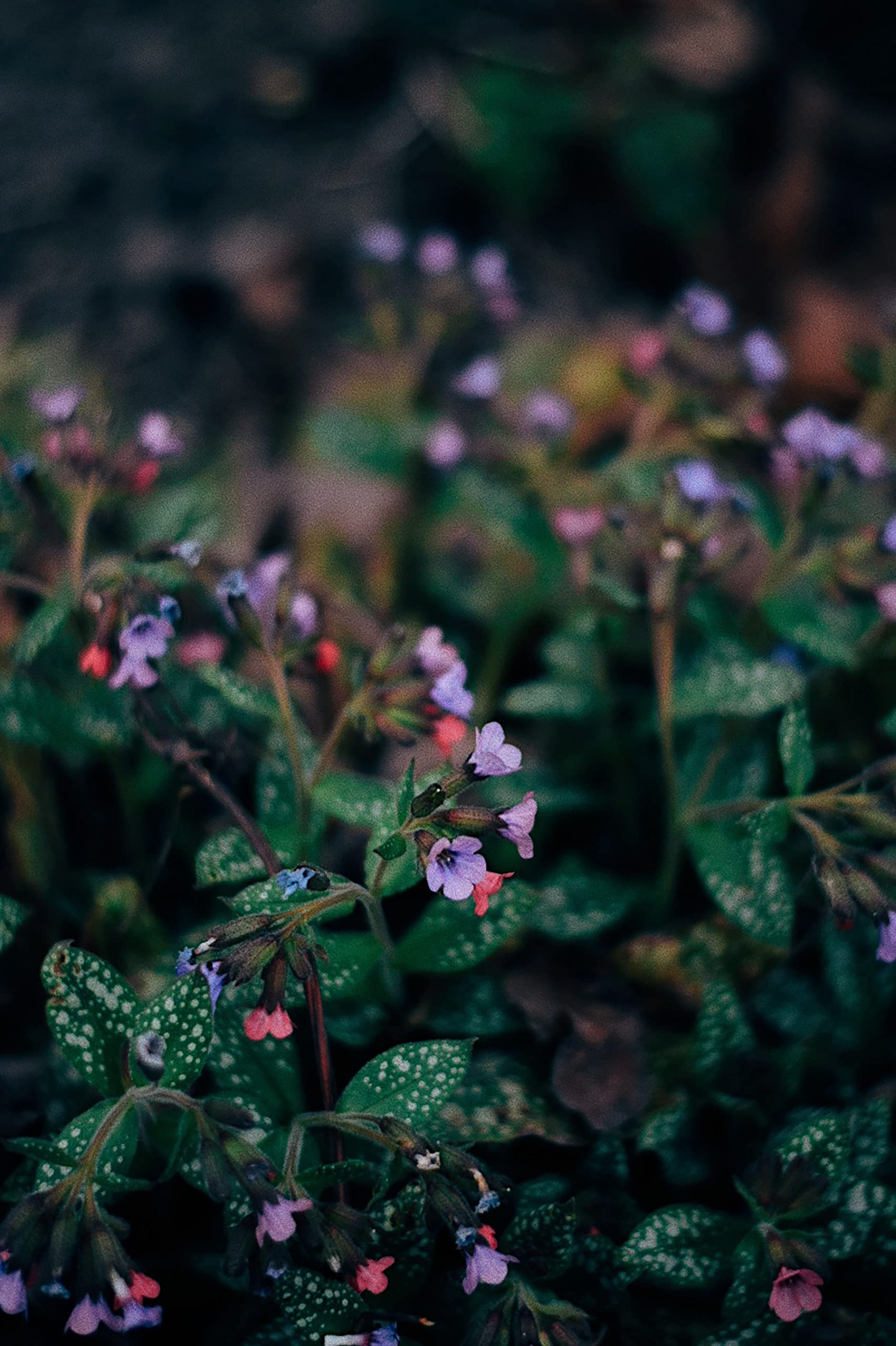 Lungwort Pink Spots
