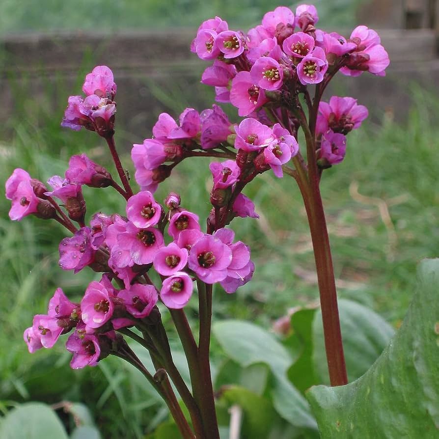 Bergenia Erica Plants