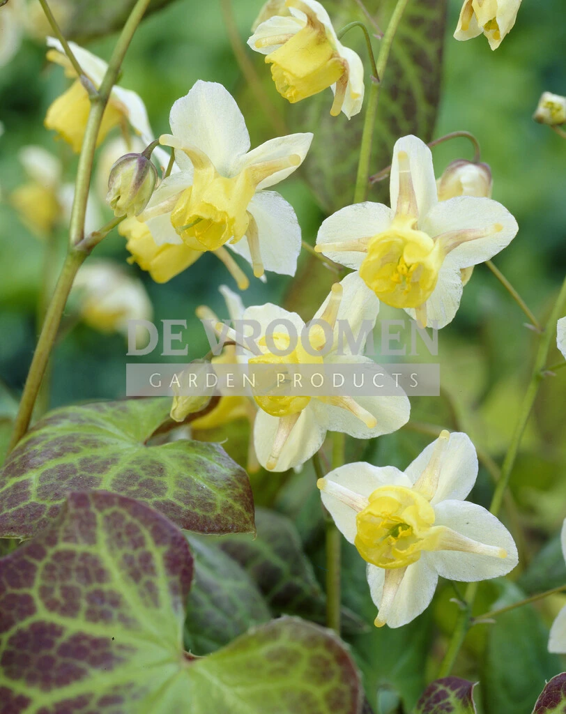 Epimedium 'Sulphureum' Rhizome