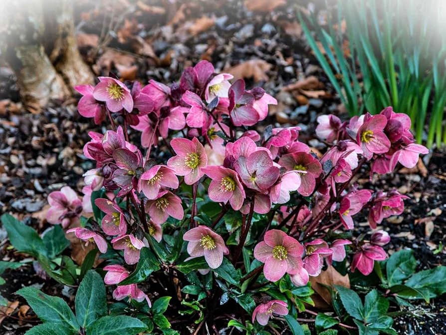Hellebore 'Pink Frost' Plant