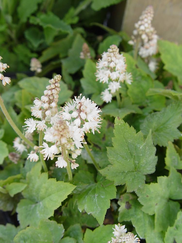 Foamflower 'Snow Queen'