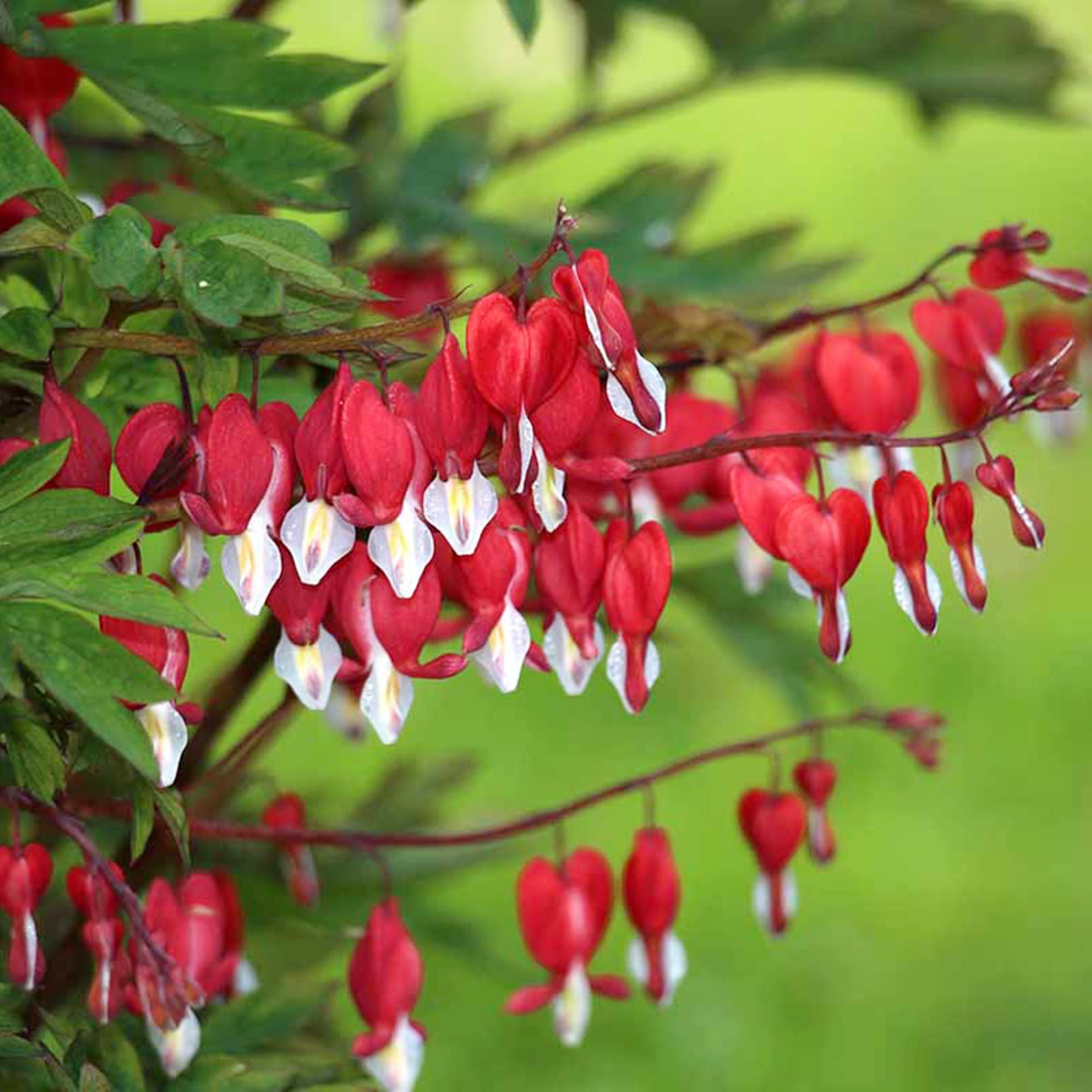 Bleeding Heart 'Luxurians'