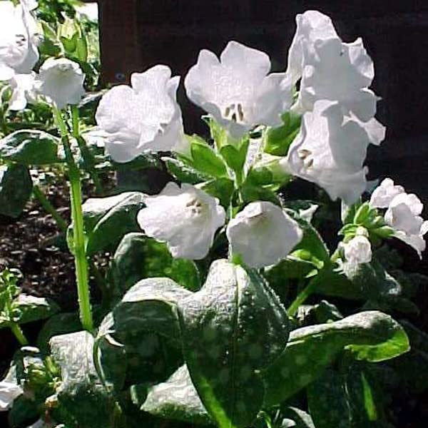 Lungwort 'Sissinghurst White'