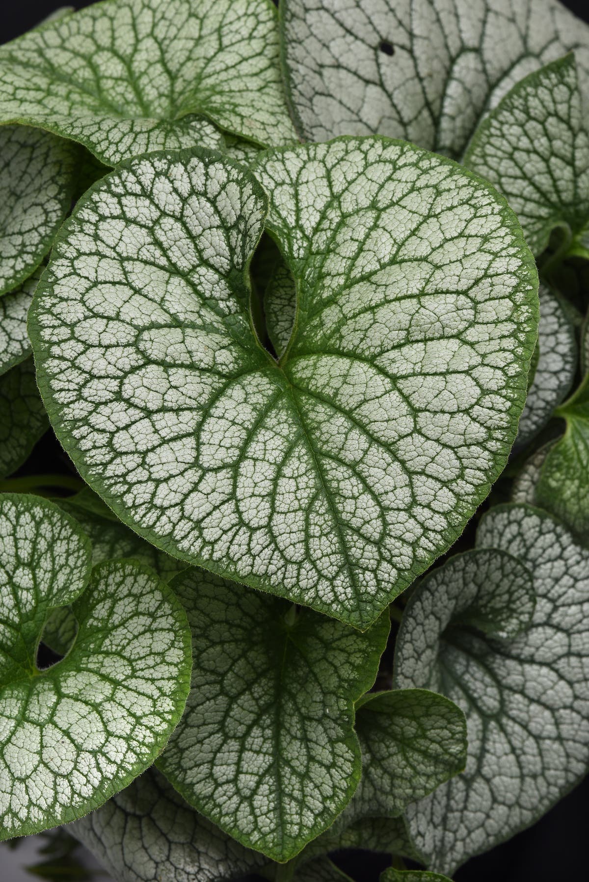 Brunnera Frost King