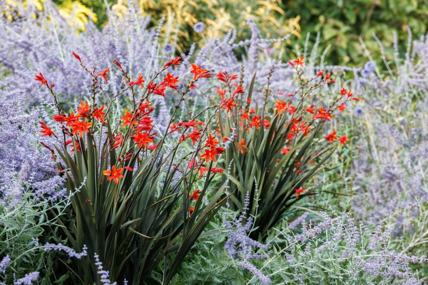 Crocosmia Dark Fire