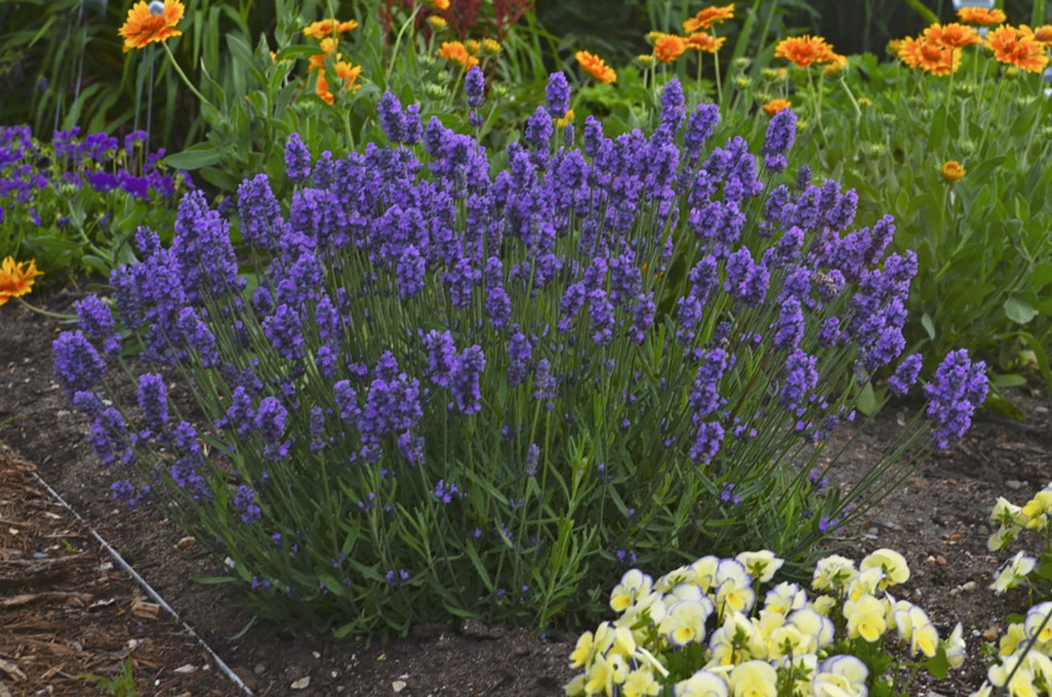 Sweet Romance Lavender