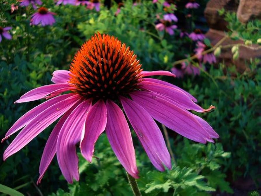 Purple Coneflower Perennial