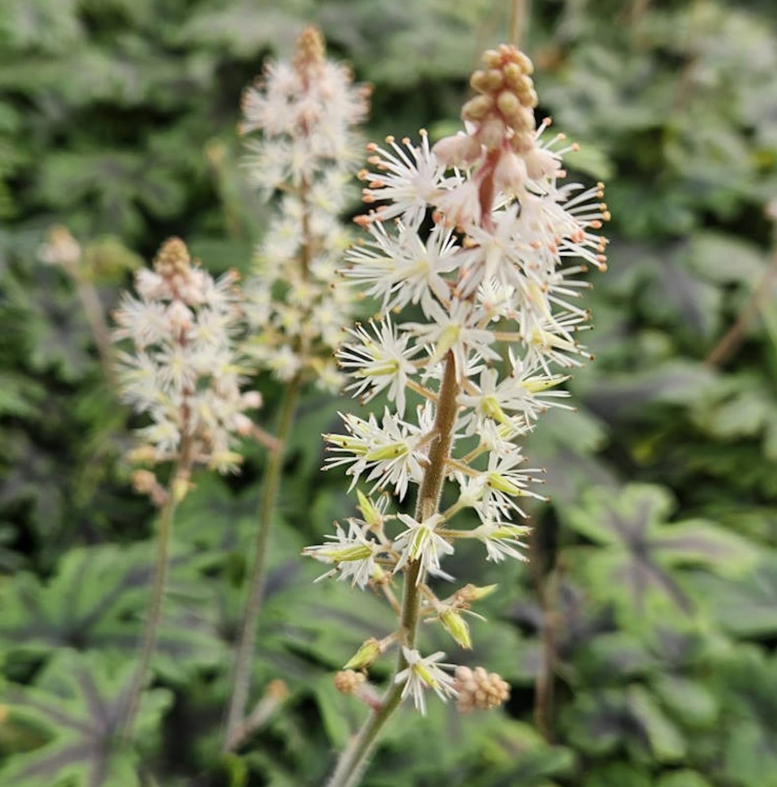 Foam Flower Plants