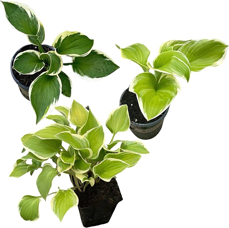Hosta 'Urge to Splurge' Plant