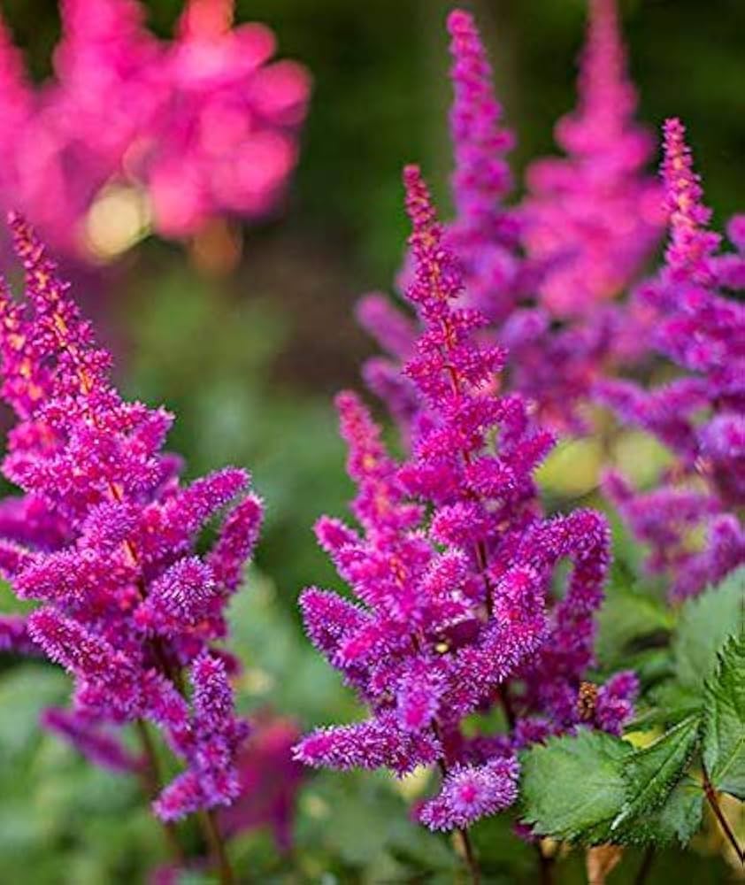 Astilbe 'Treasure Trove'