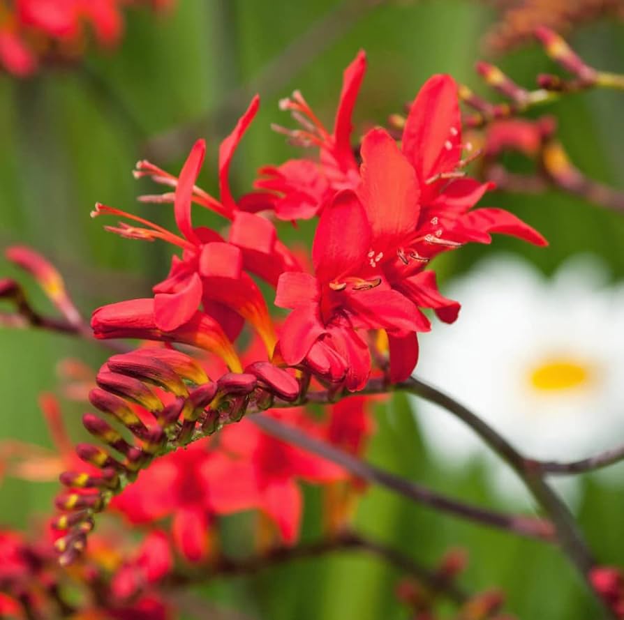 Crocosmia 'Dark Fire' Bulbs