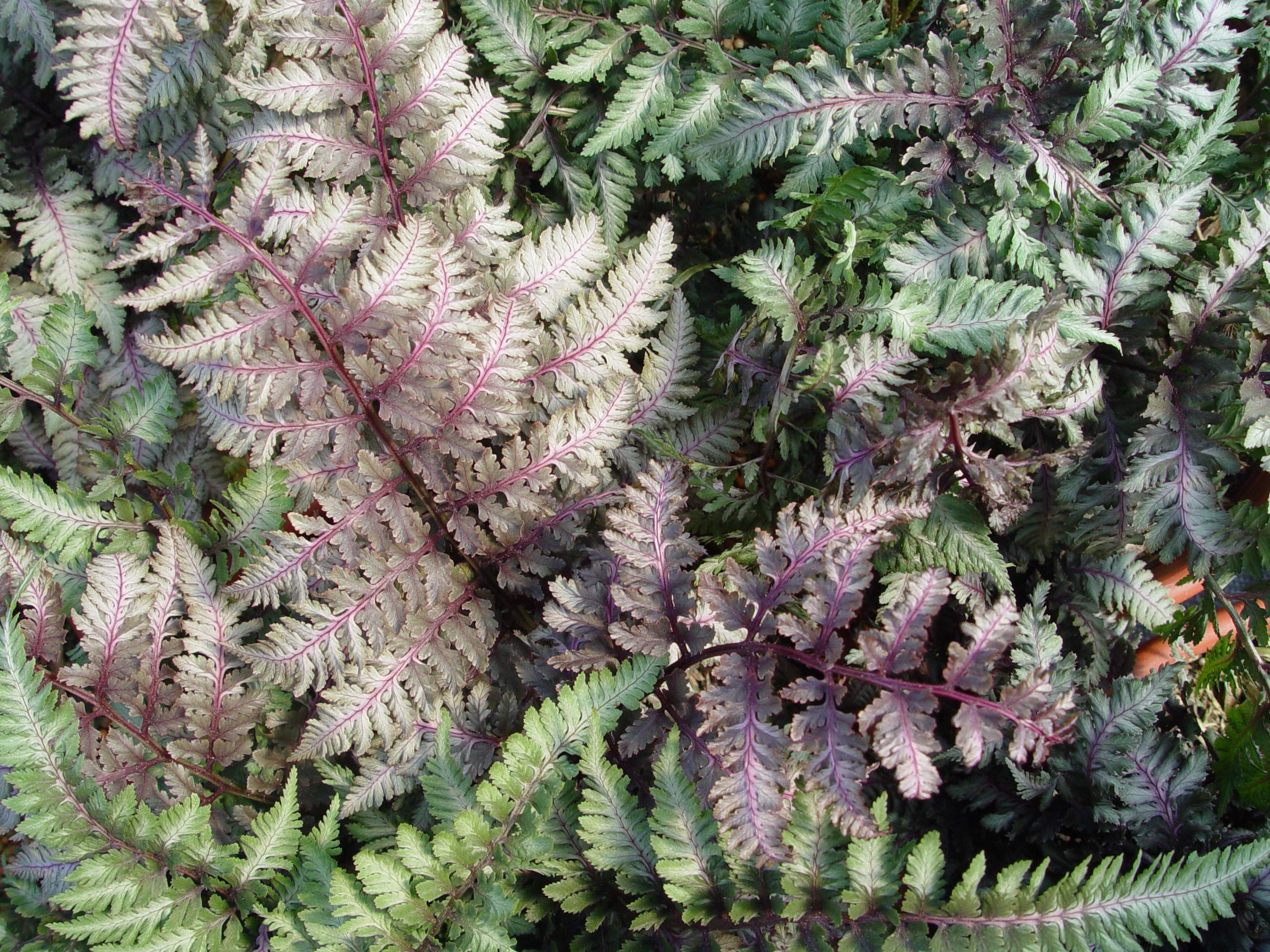 Japanese Forest Fern
